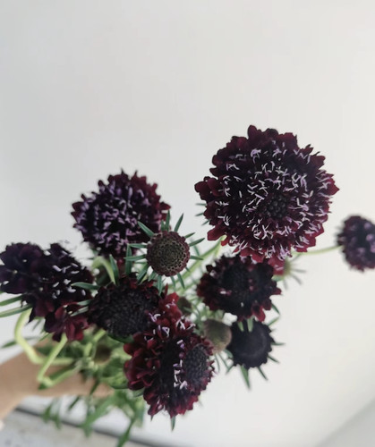 松虫草鲜花小众花材云南直发客厅插花配花配草水培绿植真花鲜切花
