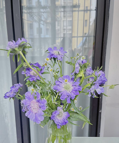 蓝盆花鲜花云南基地直发室内水养新鲜插花搭配配花鲜切花真花花束