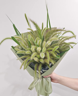 狗尾草新鲜水养家用插花小众精致花材花店配花百搭云南现采现发