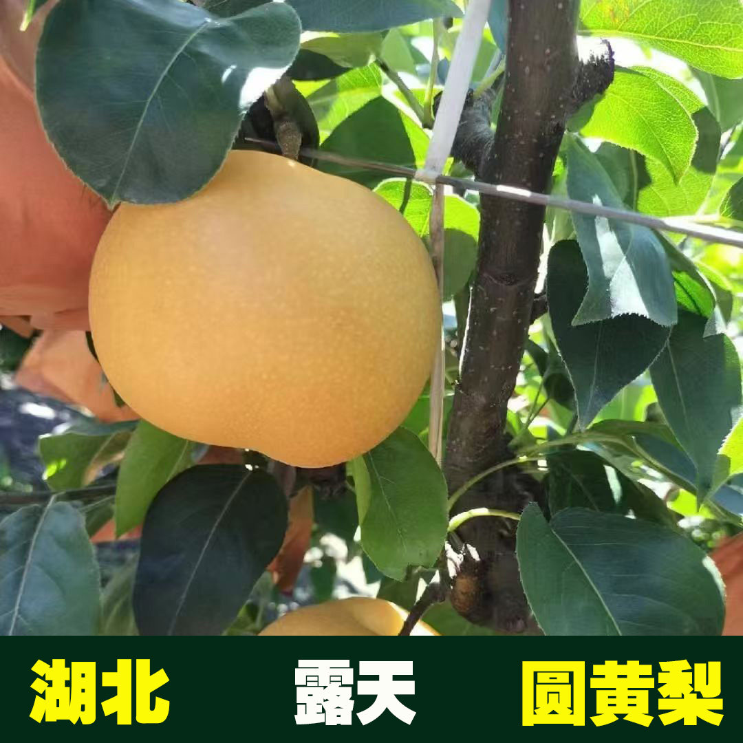 湖北襄阳老河口新鲜圆黄梨黄皮梨子脆甜多汁产地直发