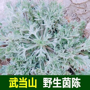 春天新鲜茵陈武当山野生白蒿春季野菜现挖正月绵茵陈可入药
