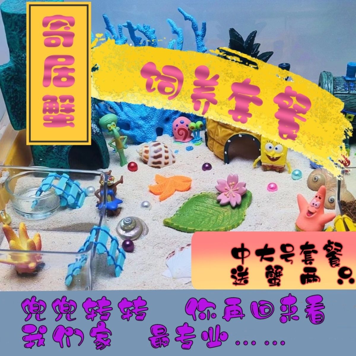 新手懒人宠物活体寄居蟹饲养套餐