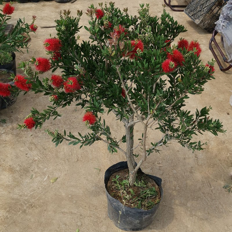 多花红千层树苗金宝树澳洲红千层串钱柳毛绒花庭院盆栽花园常绿