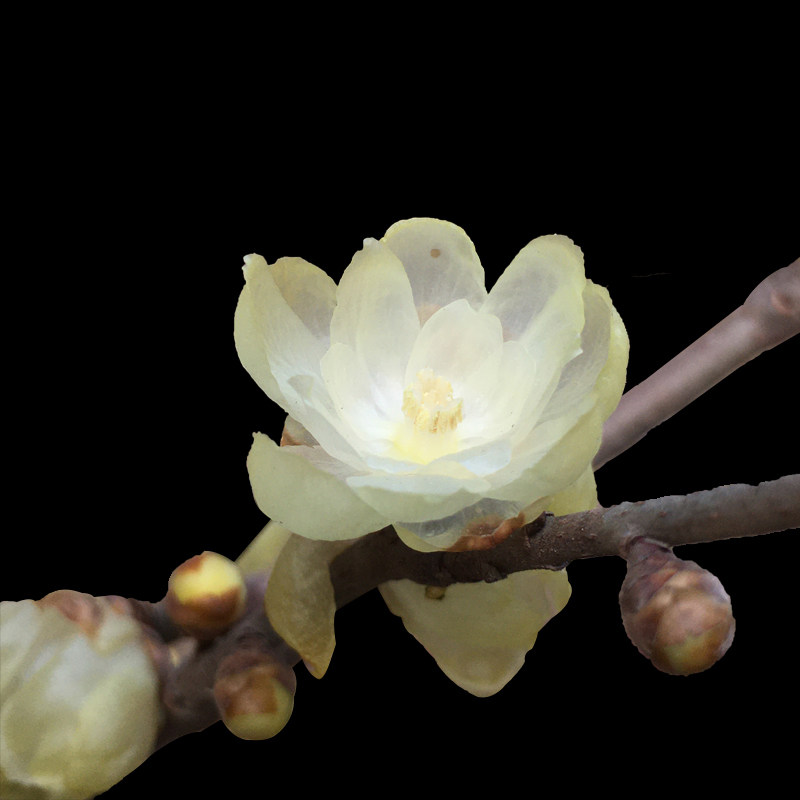 一物一拍鄢陵腊梅【玉荷】素心浓香蜡梅盆栽景树苗带花阳台包对版