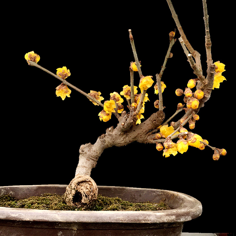 鄢陵素心红心腊梅花盆栽景树苗浓香型腊梅带花苞包活对版阳台庭院