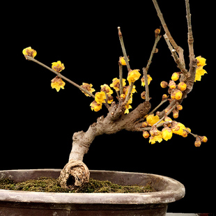 鄢陵素心红心腊梅花盆栽景树苗浓香型腊梅带花苞包活对版阳台庭院