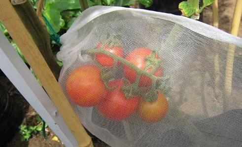 套袋透气套包套袋网袋水蜜桃蔬菜水果袋纱网袋草莓防鸟袋网袋|ruв категории доставка цветов/цветок моделирования/растения садоводства, садовых принадлежностей, других садовых принадлежностей - от Buy2taobao.com для оказания профессиональной услуги покупки агента Taobao