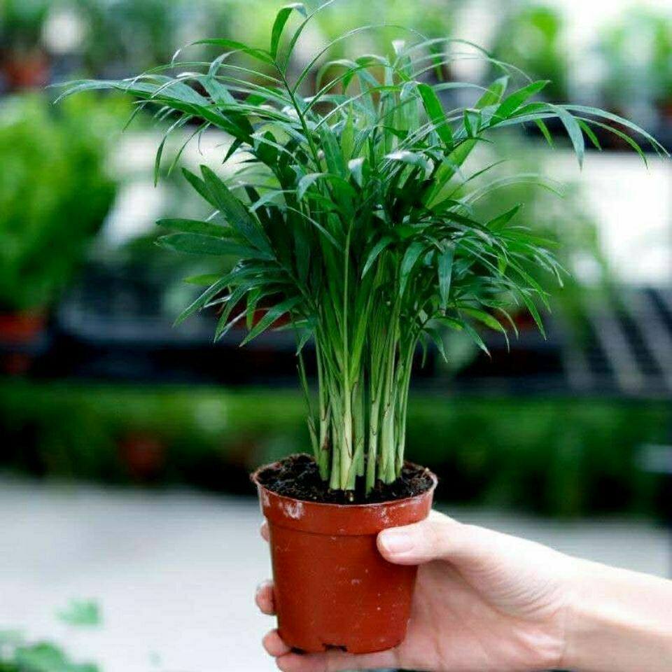 袖珍椰子绿植花卉盆栽吸甲醛净化空气室内客厅书房阳台盆栽防辐射