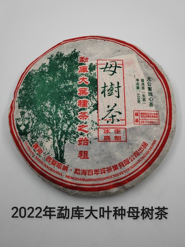 云南普洱茶春茶勐库大叶种2022年冰岛生态母树茶春茶古树500g茶饼