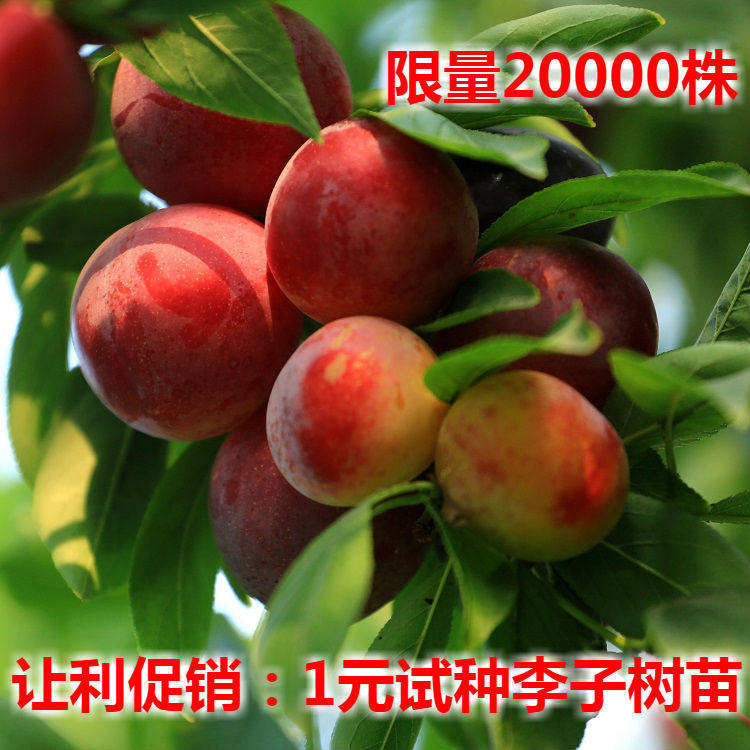 李子果树苗 1元试种辽宁耐寒嫁接龙园秋李子苗 南方北方庭院种植