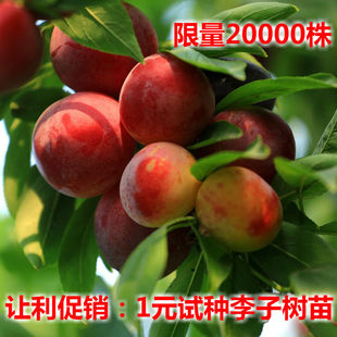 李子果树苗 1元试种辽宁耐寒嫁接龙园秋李子苗 南方北方庭院种植
