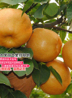 嫁接南方庭院晚秋黄梨新品种