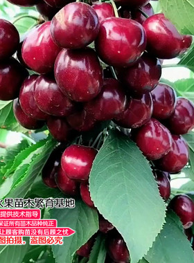 俄罗斯大樱桃嫁接耐寒车厘子树苗