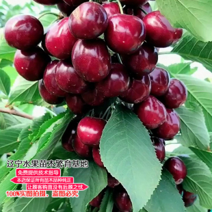 俄罗斯八号大樱桃树苗 东北嫁接耐寒俄8含香苗车厘子树南北方种植