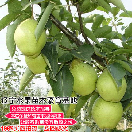 梨树苗东北新品种早金酥梨苗辽宁嫁接耐寒梨子苗果肉细脆而嫩包邮