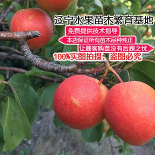 梨树苗新品种嫁接秋子软红梨苗南北方适合种植酸甜适中耐贮藏梨树