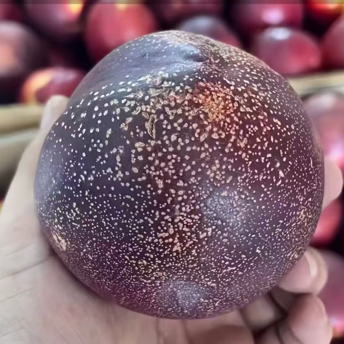 新品种黑皮158号桃树苗庭院辽宁地栽盆栽嫁接油10桃苗南北方种植,鲜花速递/花卉仿真/绿植园艺,果树,淘宝优惠券,粉丝福利购,淘宝优惠卷