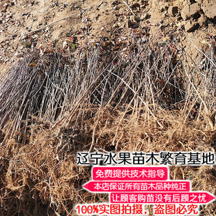 山荆子苗东北耐寒山丁子树苗种子苹果树嫁接砧木山野果庭院直销