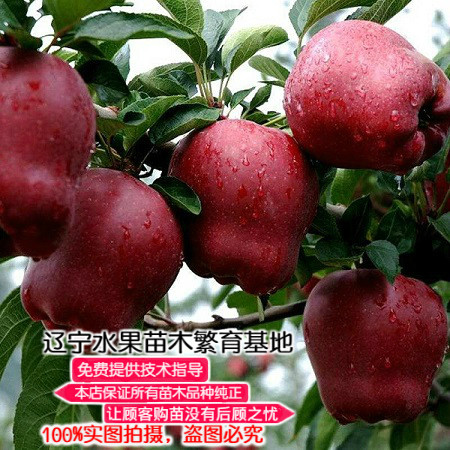 盆栽地栽庭院种植苹果树苗新品