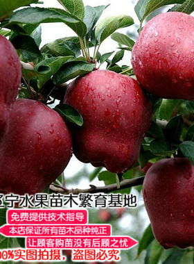 盆栽地栽庭院种植苹果树苗新品
