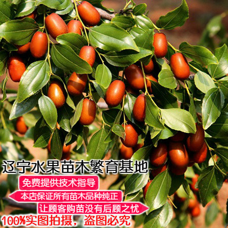 盆栽地栽青枣南北方种植果树苗