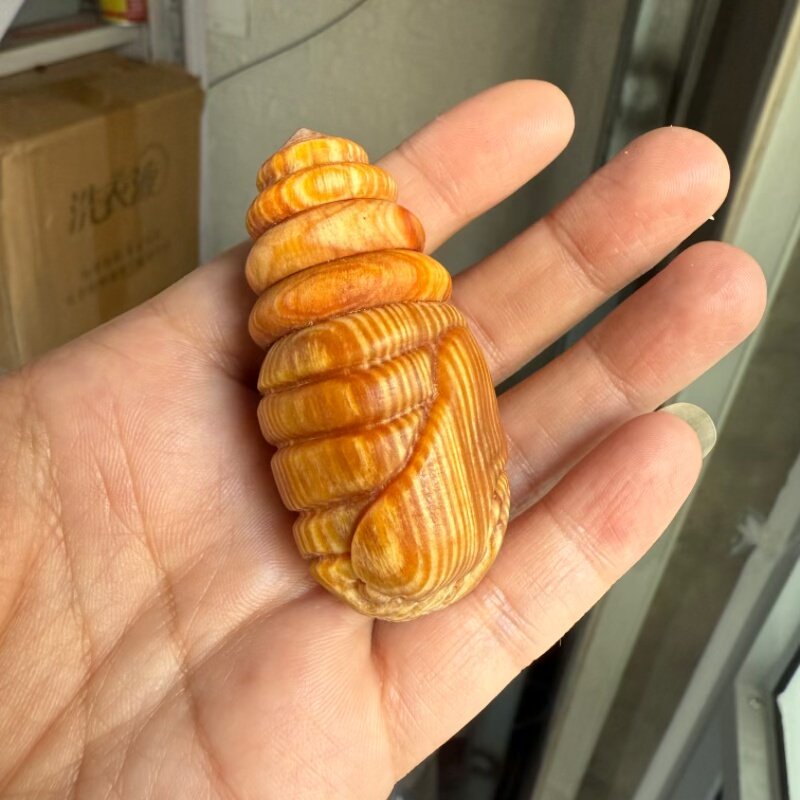 长白山琥珀木手把件八方招财蚕蛹手把件尺寸6.0味道醇厚随机发