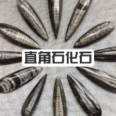 精品直角石化石吊坠天然古生物化石可打孔科普礼物创意经典 精致