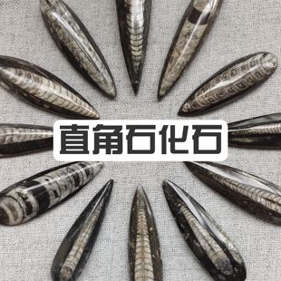 精品直角石化石吊坠天然古生物化石可打孔科普礼物创意经典精致