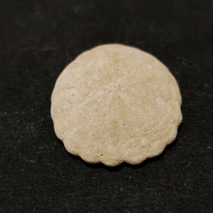 饼干海胆摩洛哥原皮未打磨细节清晰天然古生物化石科普收藏礼物