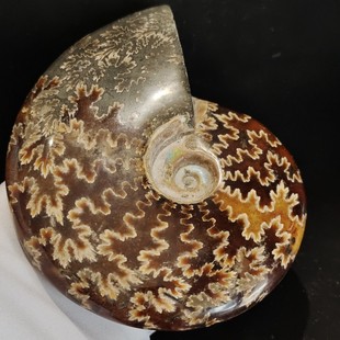 大尺寸玉化菊石切片波角石切片精品玉化天然古生物化石摆件礼物新