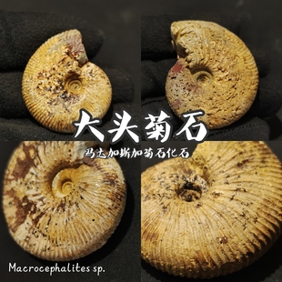 大头菊石上玛雅马达加斯加菊石化石摆件地质科普博物收藏纪念中古