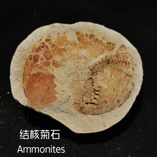 马达加斯加二叠纪结核菊石，史前古生物化石标本收藏科普礼物