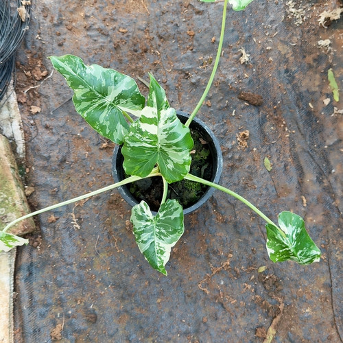 冲绳银柱子哥热植基地直发