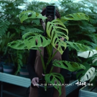 35+см подходит для посадки столбиком