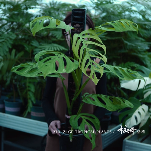Me Giant Cave Monstera (импортируется из оригинальной кучи Таиланда) с семенами колонны и легко отправить. Он может расти почти до одного метра без выбора
