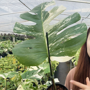 单叶白龟宠粉福利价  限时冲量（限量100单）