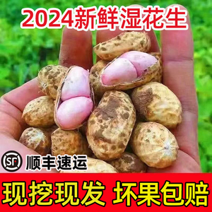 2024现挖现发粉皮花生带壳湿花生农家自种新鲜泥巴湿花生水煮花生