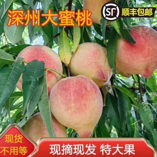 正宗深州蜜桃现摘现发当季新鲜时令水果老人贺寿桃中秋礼盒顺丰