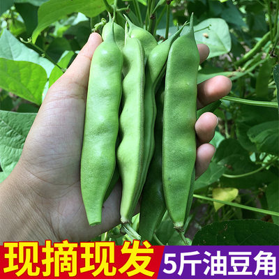 东北油豆角农家新鲜蔬菜食用现摘