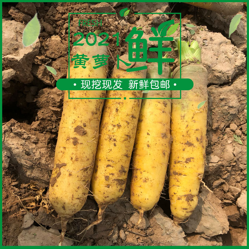 山西运城新鲜水果蔬菜黄萝卜黄皮胡萝卜可做新疆手抓饭9斤装包邮