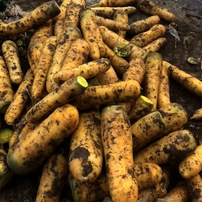 山西运城新鲜水果蔬菜黄萝卜黄皮胡萝卜可做新疆手抓饭5斤装包邮