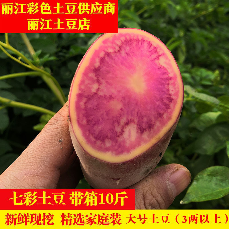云南七彩土豆大号精选新鲜净重10斤红皮红心马铃薯现挖现发红洋芋