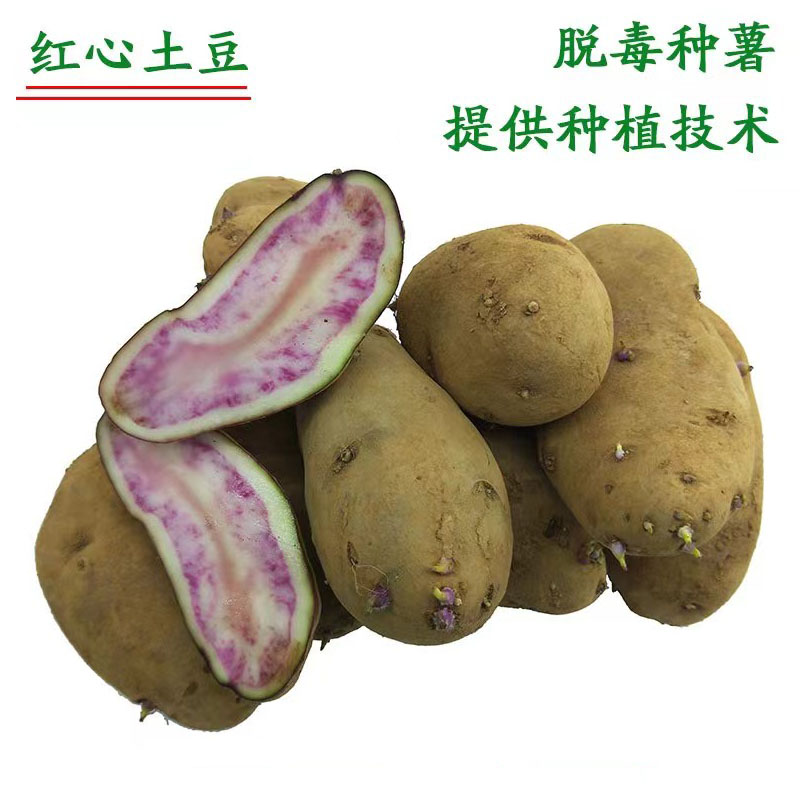 丽江七彩土豆种子高海拔种子