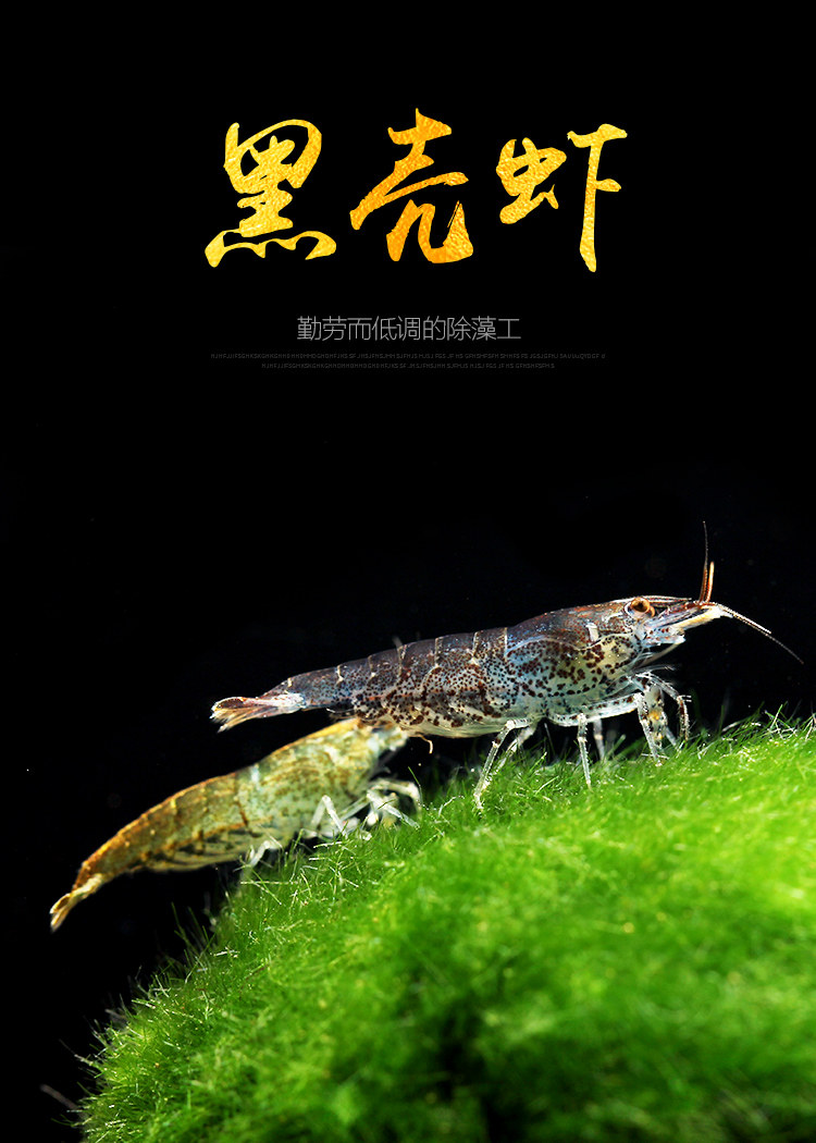 淡水黑壳虾除藻虾观赏清洁虾工具虾草缸鱼缸造景活体饲料