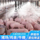 养殖场降温喷雾系统猪场鸡舍养牛降温加湿专用设备雾化喷雾头喷淋