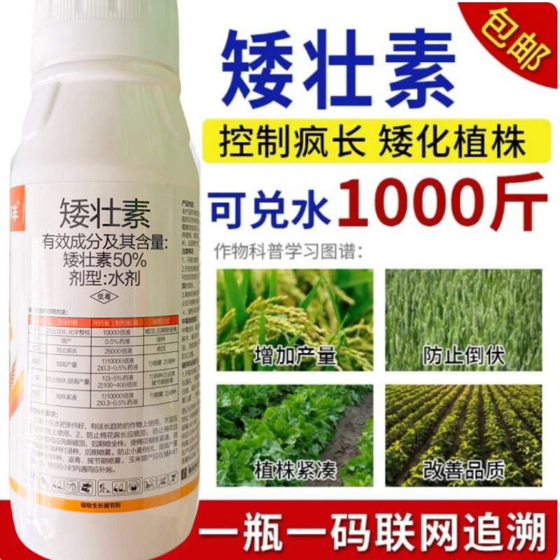 矮壮素控旺抗倒增产小麦玉米棉花