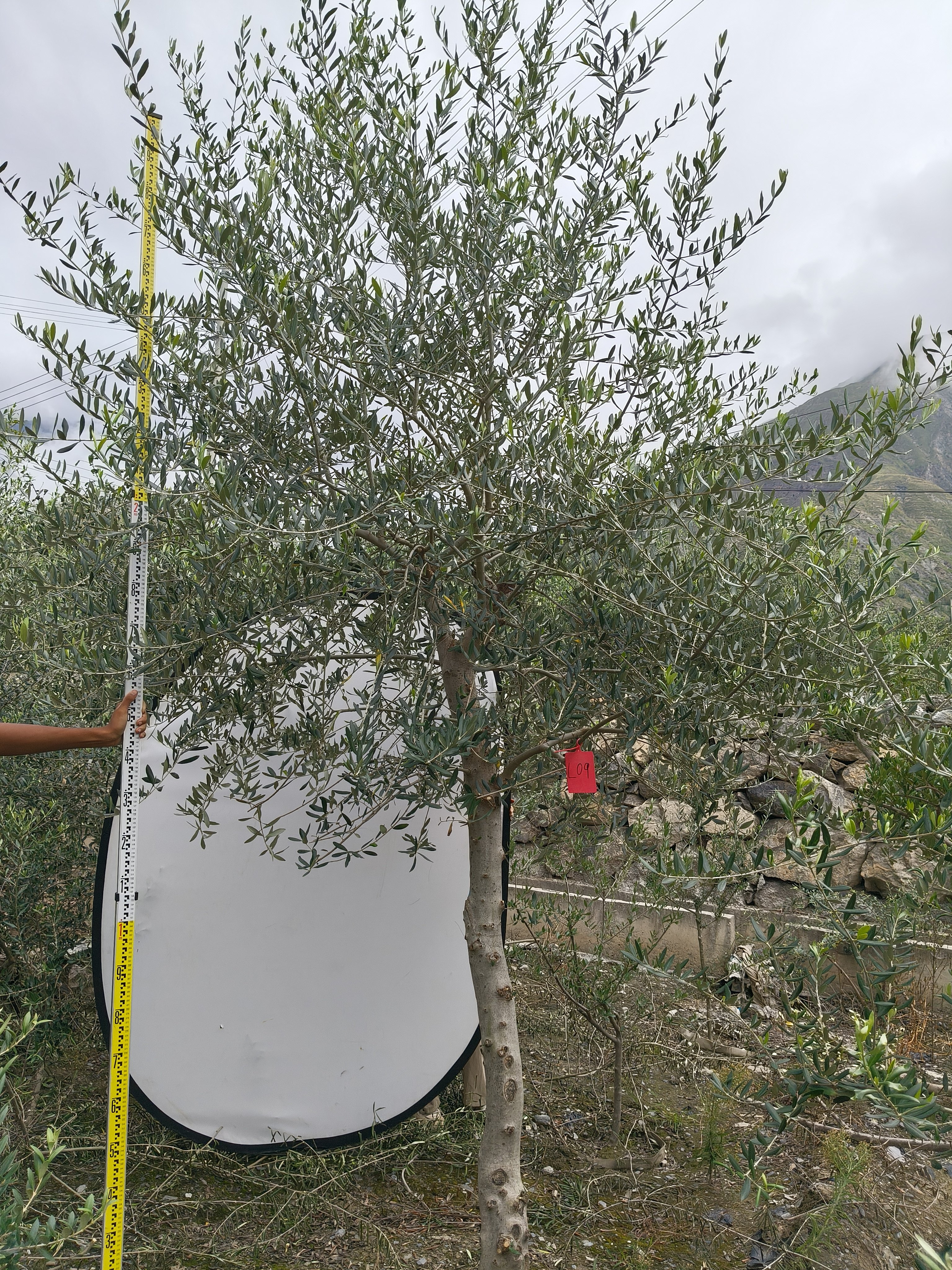 油橄榄大树盆栽绿植一物一拍庭院阳台净化空气观叶植物北欧绿植