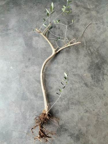 油橄榄树盆景老桩四季常绿易成活