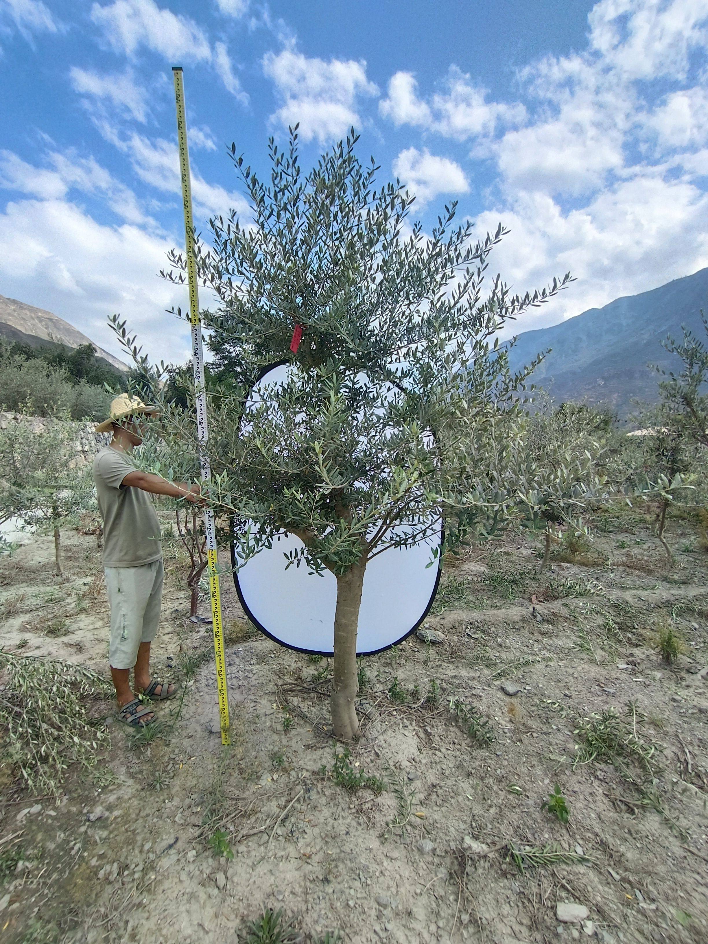 油橄榄树盆栽绿植一物一拍室内阳台净化空气观叶植物北欧绿植