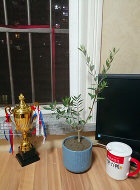 油橄榄树盆栽 ins北欧风地中海高级灰书桌阳台室内绿植耐晒植物